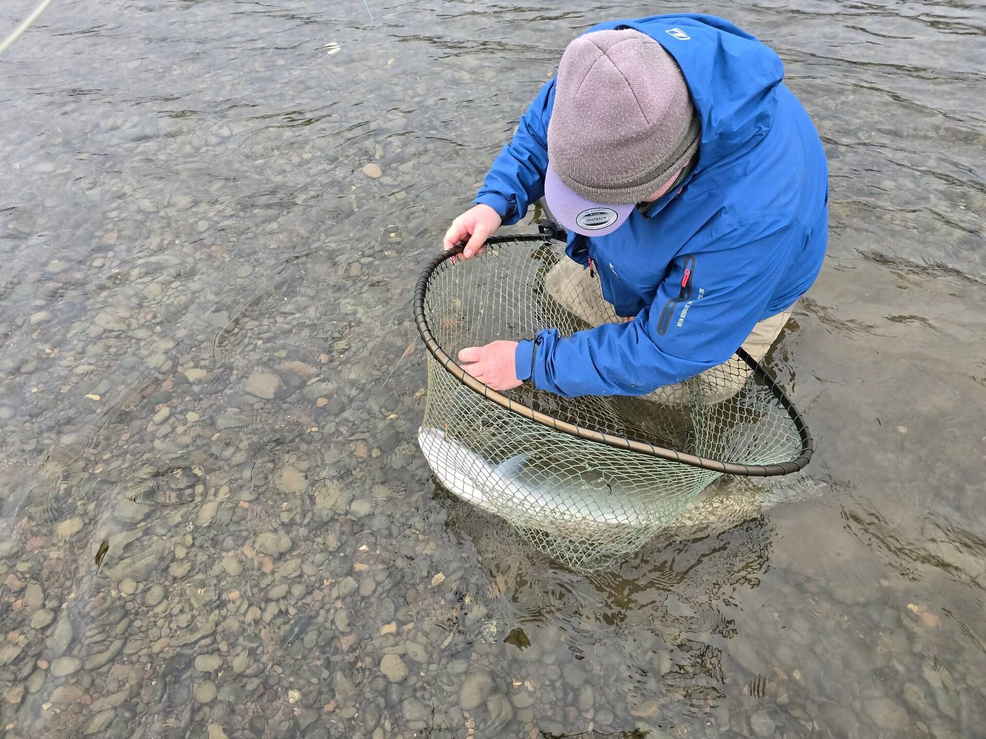 An angler crouched in the shallows with a salmon in the landing net