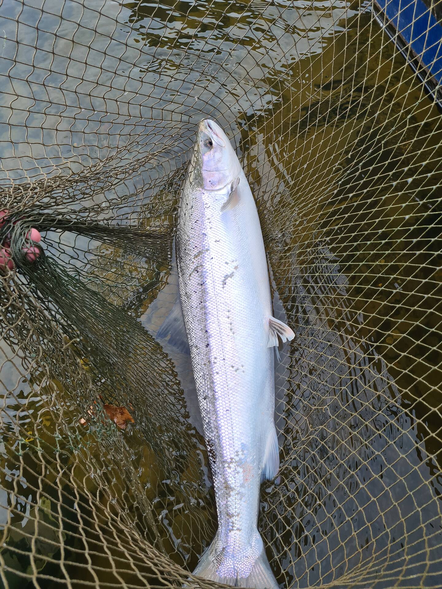 A bright silver salmon in the landing net in clear water