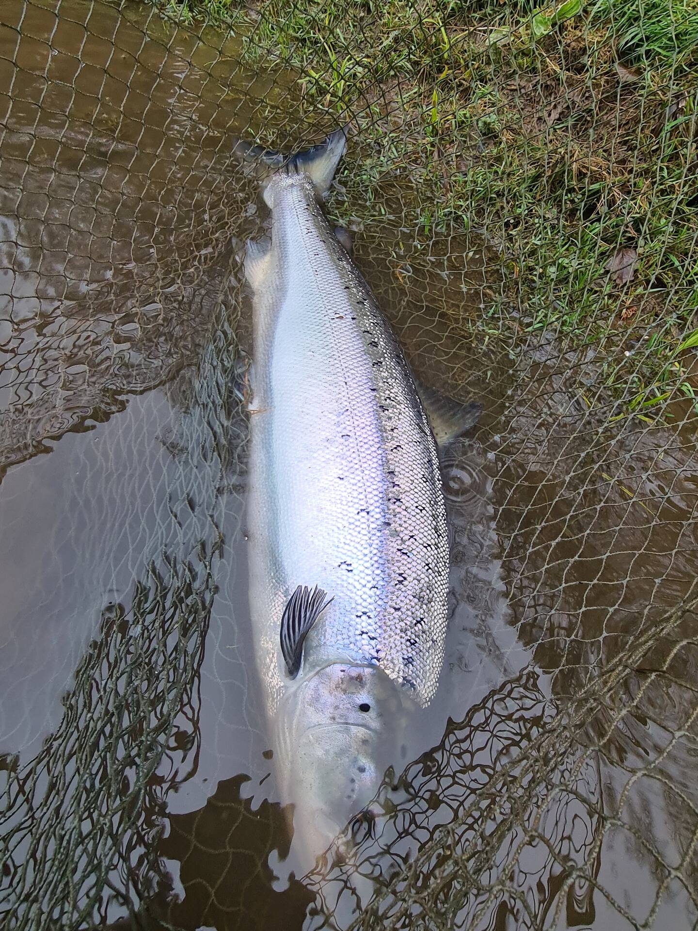 A fresh-run salmon lying in the landing net at the edge of the bank