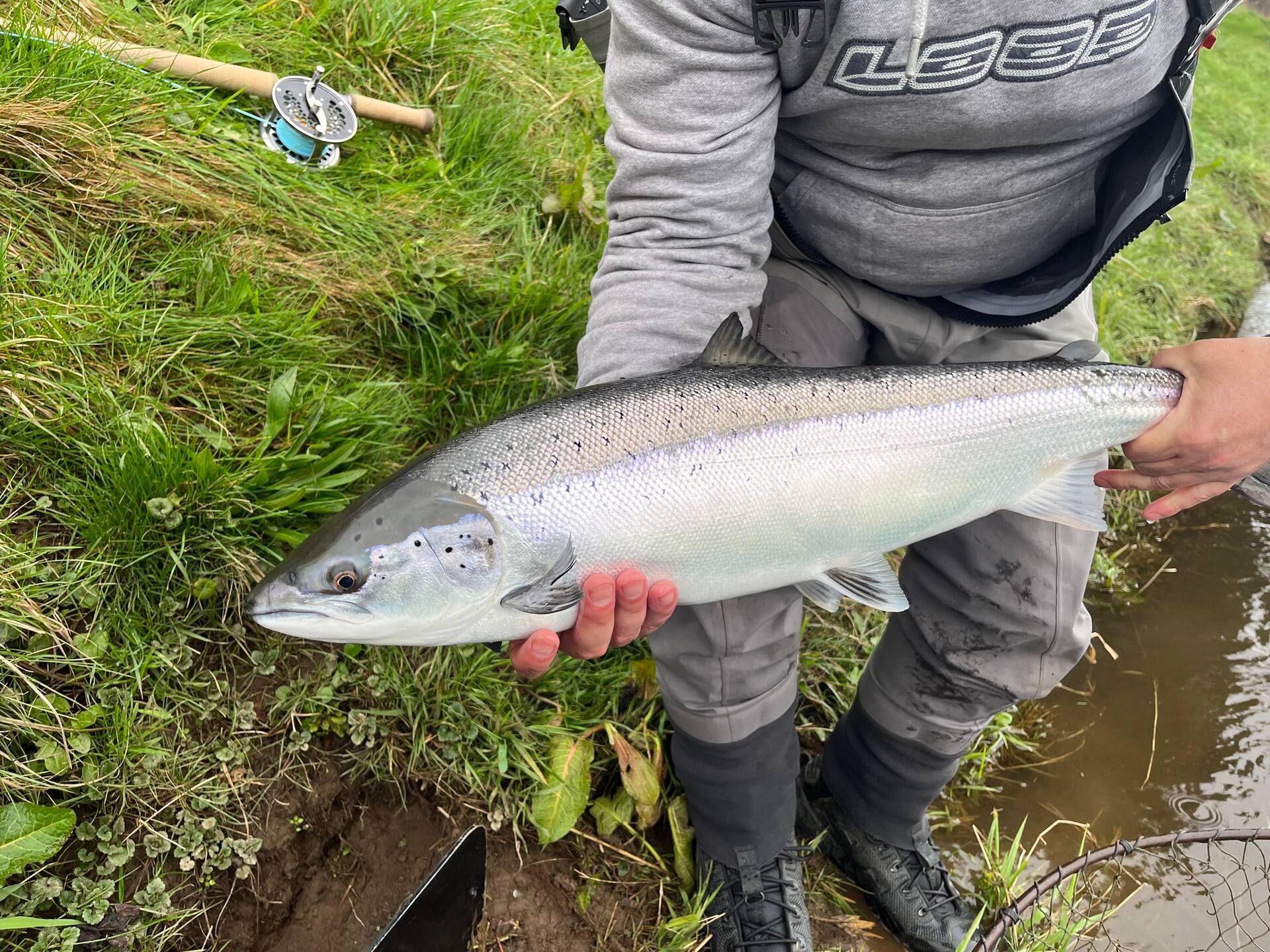 A fresh silver salmon held at the water's edge before release