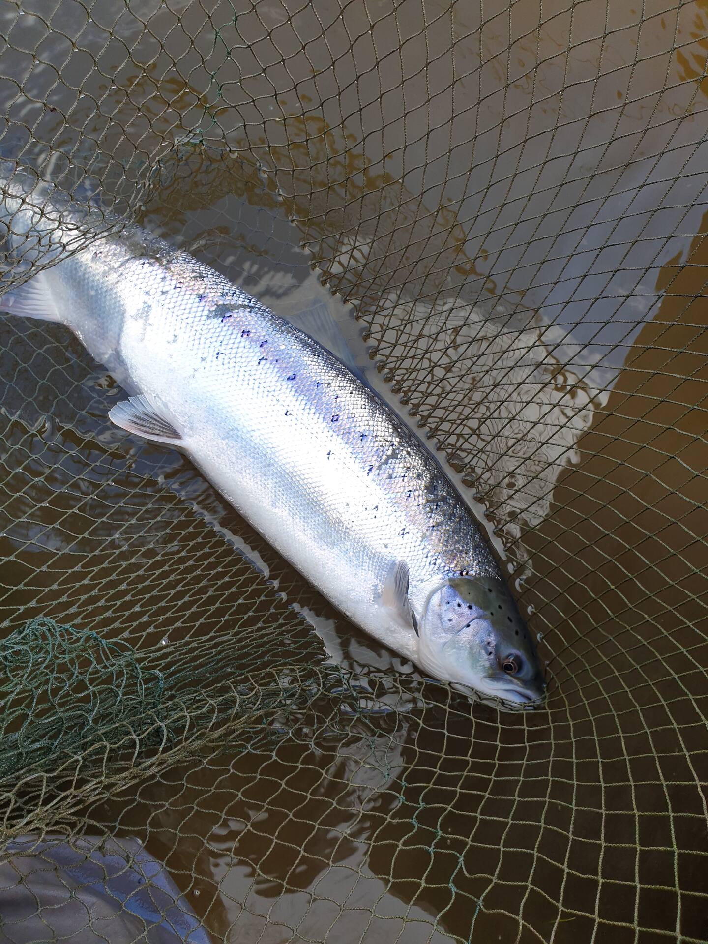 A fresh silver salmon resting in the landing net in the water