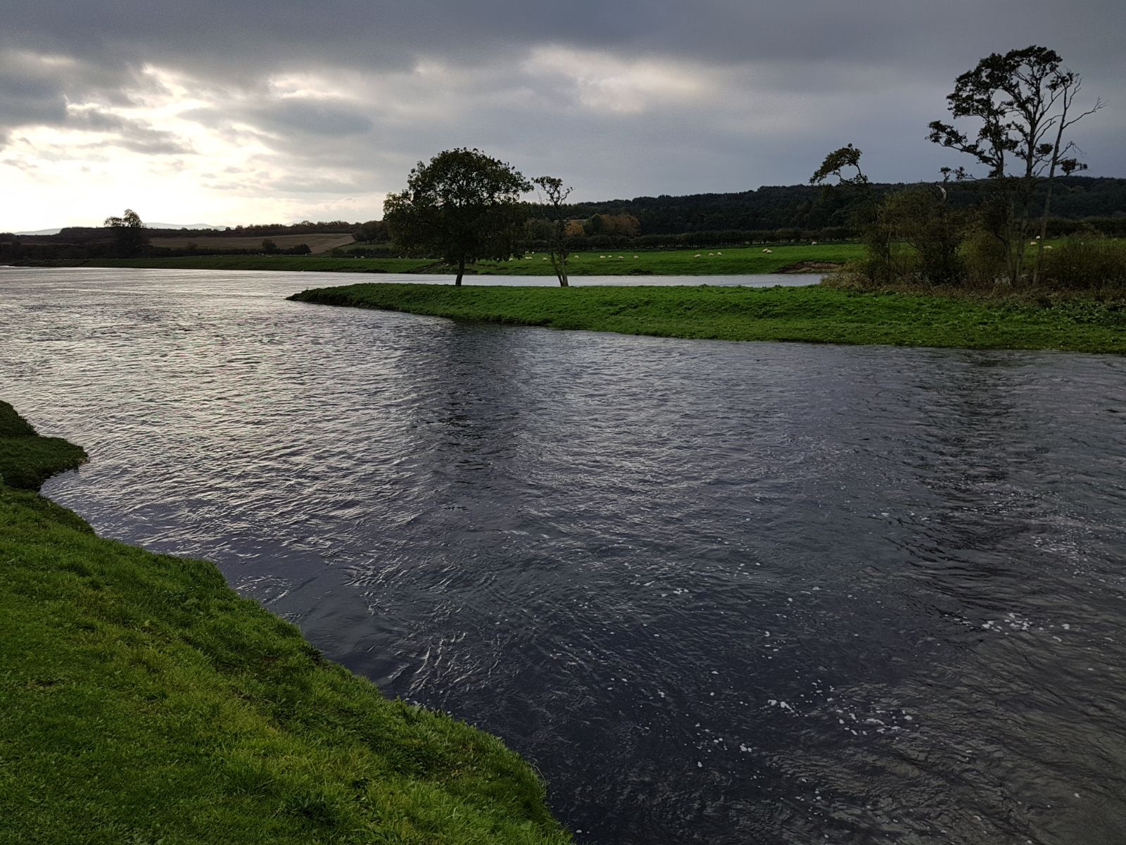 Overcast river bend with sheep grazing on the far bank
