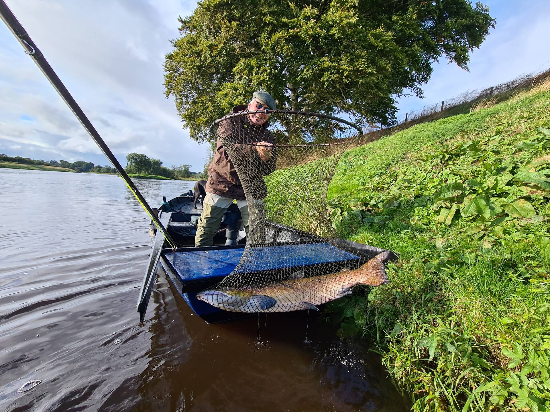 A man lifting a salmon in the landing net beside the boat under a riverside tree