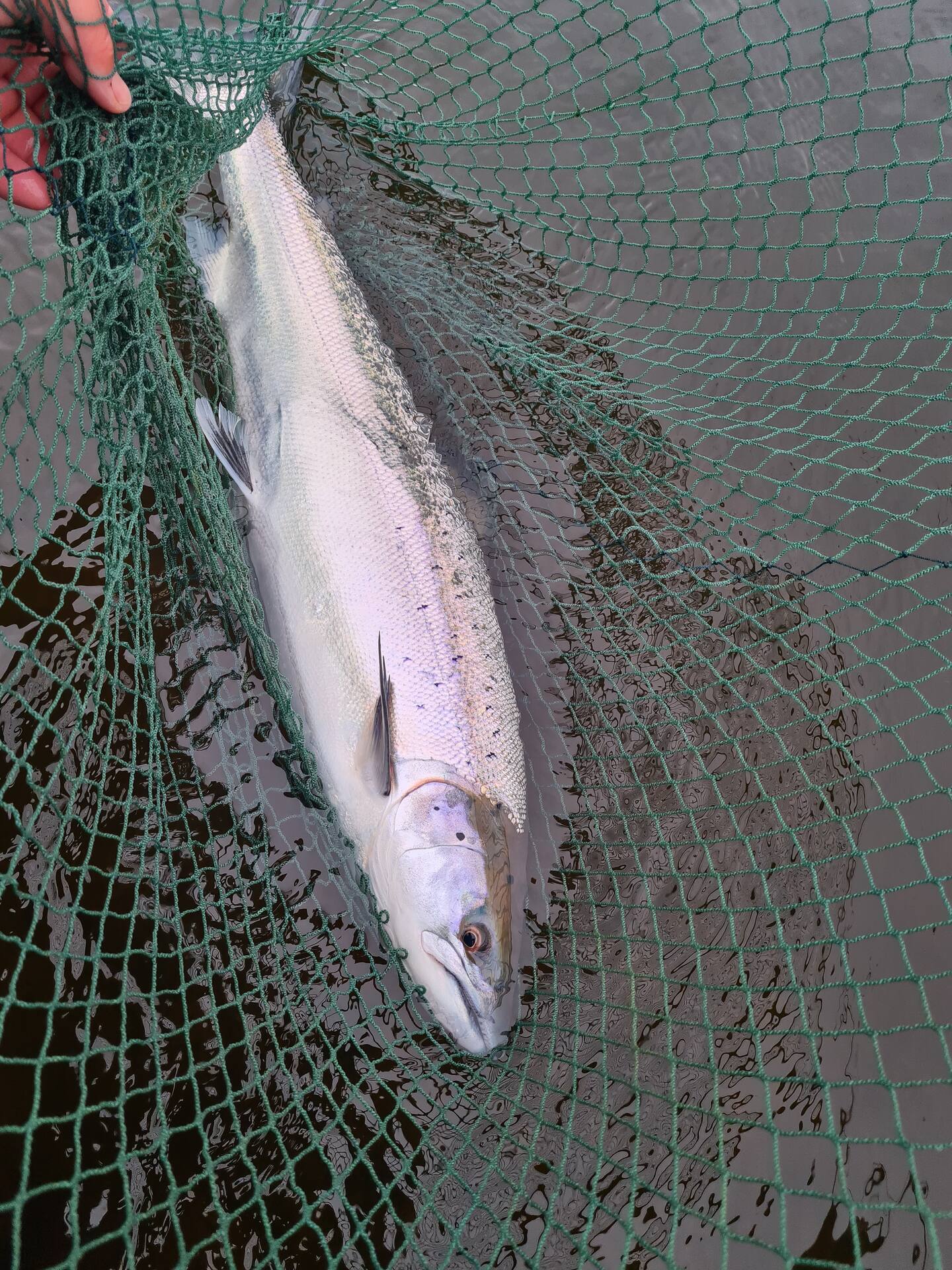 A salmon in the landing net in the water, ready to be released