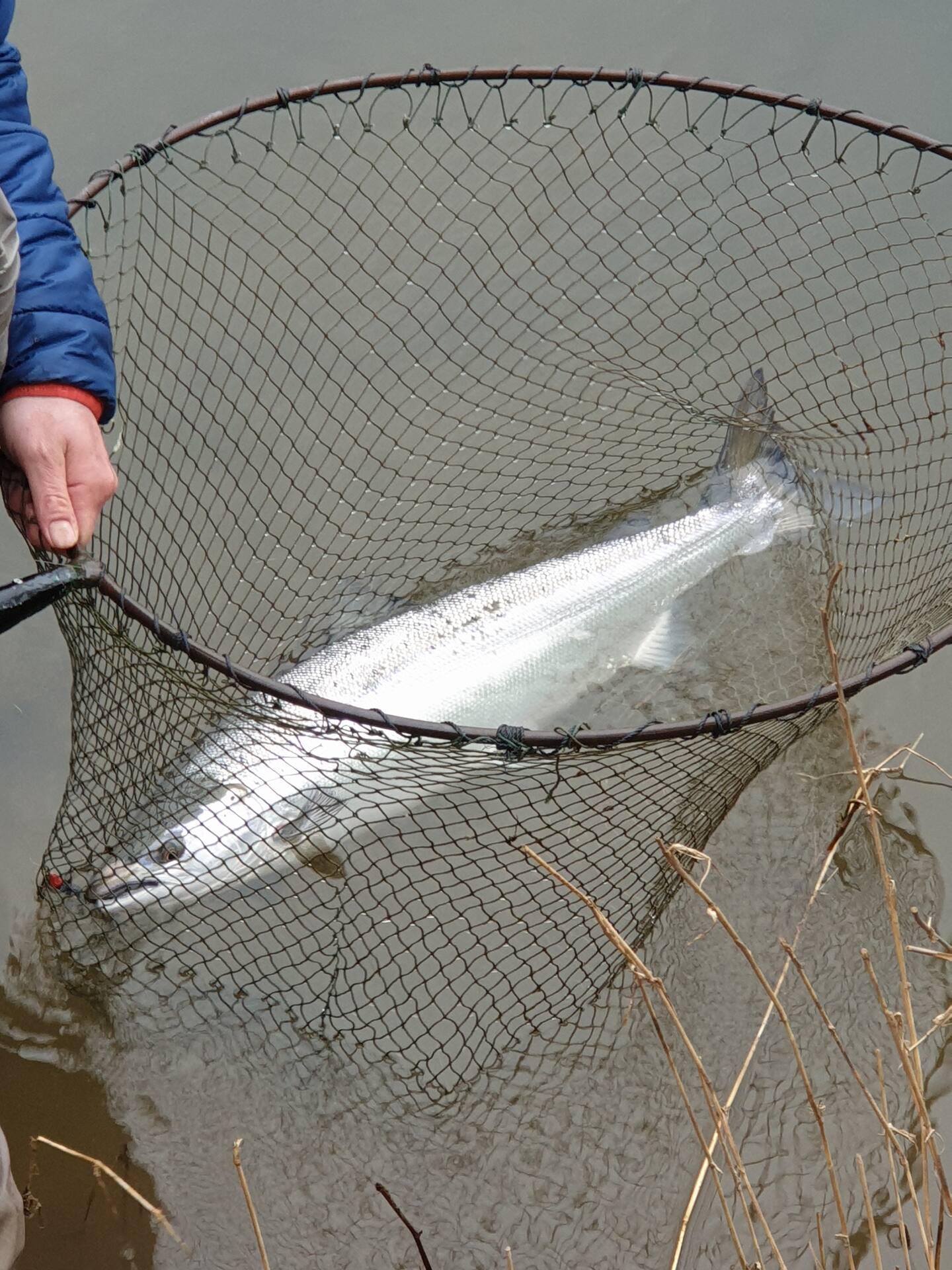 A bright salmon drawn into the landing net at the water's edge