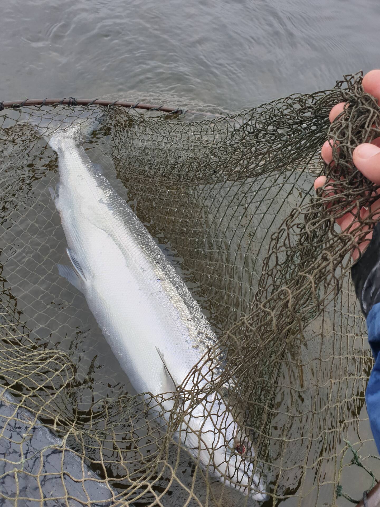 A silver salmon in the landing net before being released
